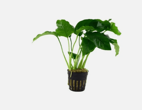 Anubias Barteri – Live Freshwater Aquarium Plant for Fish Tanks & Aquascaping - Large (4-6 Inches)