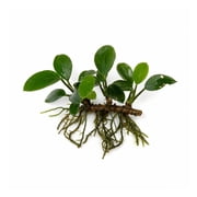 Anubias Barteri (Nana Petite) Varies: 1 Plant | Bare Root Live Aquarium Plants BUY 2 GET 1 FREE