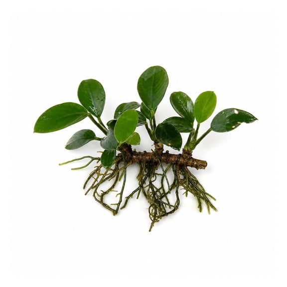 Canton Aquatics Anubias Nana Petite Bare Root Live Aquarium Plant Green 1 Count