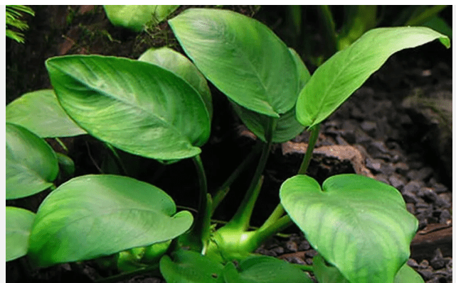 Anubias Barteri Round Leaf Live Aquarium Plant, Easy Freshwater Fish Tank Plant