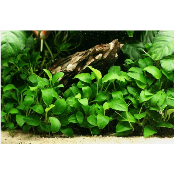 Anubias Barteri Round Leaf – Live Aquarium Plant for Freshwater Fish Tanks