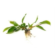 Anubias Hastifolia Bare Root Small Live Aquarium Plants BUY2 GET1 FREE