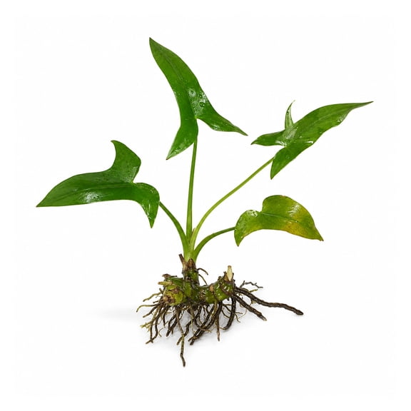 Anubias Hastifolia Bare Root Small Live Aquarium Plants BUY2 GET1 FREE