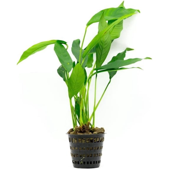 Anubias Heterophylla Lanceolata (1 Plant | Potted | Small 2-4 Inches) Live Aquarium Plants BUY 2 GET 1 FREE