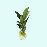 Anubias Heterophylla Lanceolata Small Live Aquarium Plants BUY2 GET1 FREE