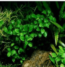 Anubias Nana Petite – Live Aquarium Plant, Easy Care Freshwater Aquascaping Plant