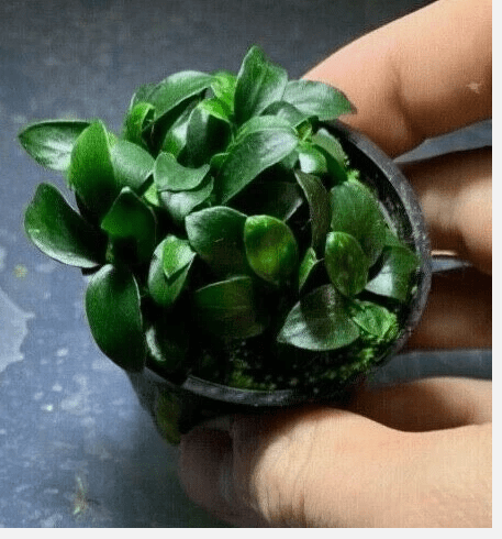Anubias Nana Petite Live Aquarium Plant in Pot, Easy Freshwater Fish Tank Plant