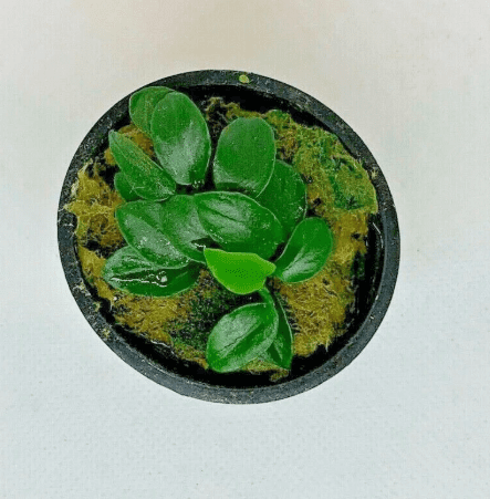 Anubias Nana Petite Live Aquarium Plant in Pot – Easy Low Light Freshwater Fish Tank Plant