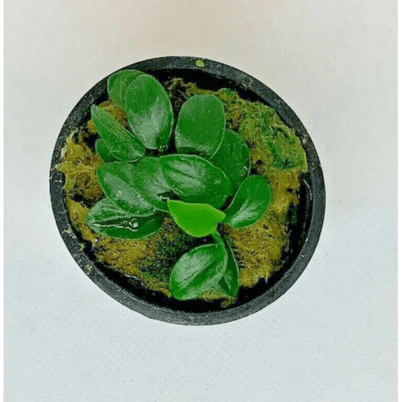 Anubias Nana Petite Live Aquarium Plant in Pot Easy Low Light Freshwater Fish Tank Plant