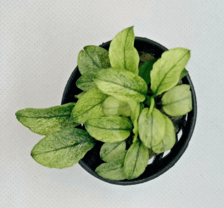 Anubias Nana Pinto (White Variegated) – Easy Live Aquarium Plant for Freshwater Tanks