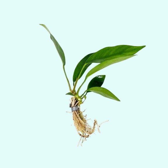 Anubias Nancon Bare Root Title: Small 1-3 Inches Live Aquarium Plants BUY 2 GET 1 FREE