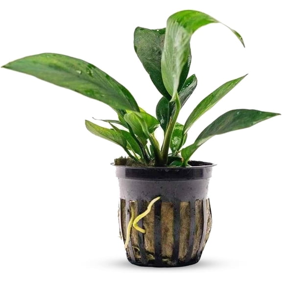 Anubias Nangi Bare Root Small Live Aquarium Plants BUY2 GET1 FREE