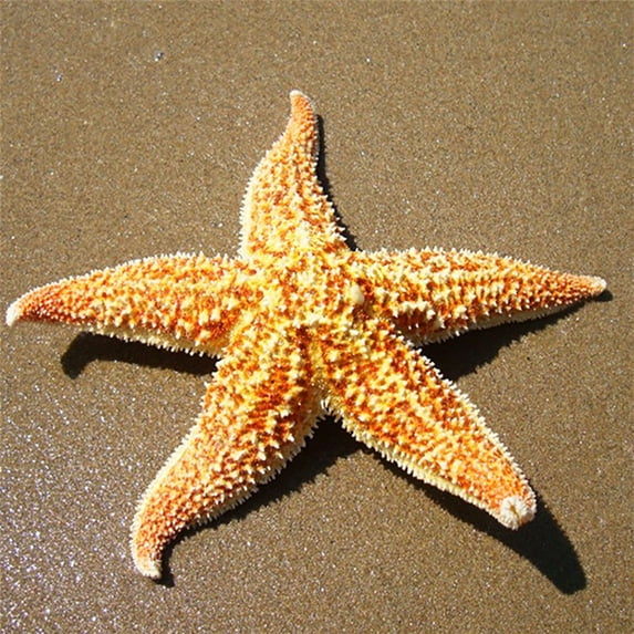 Anvazise 2Pcs Dried Starfish Sea Star Beach Craft Wedding Party Home Decoration 2pcs