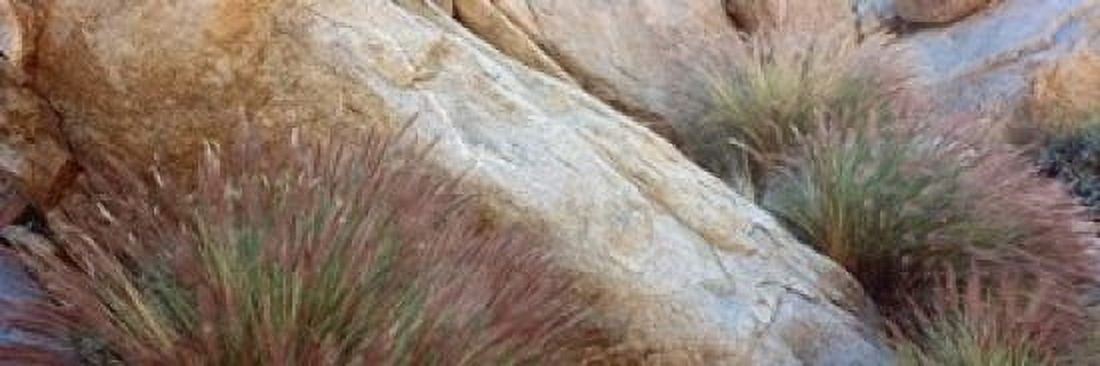 Anza Borrego Desert State Park Borrego Springs California Canvas Art - Panoramic Images (36 x 12)