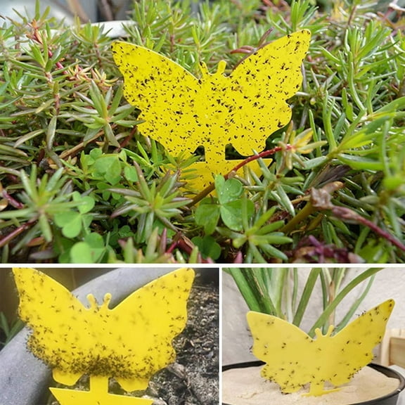 AoHao 20pcs Yellow Sticky Fruit Fly Traps for Houseplant Kitchen Natural Safe Fungus Gnat Traps Dual-Sided Fruit Fly Catchers for Indoor and Outdoor Plant Use