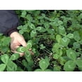thumbnail image 1 of Apache Arrowleaf Clover Seed - 20 Lbs., 1 of 1
