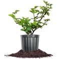thumbnail image 1 of Blackberry in 1 Gal. Grower's Pot - Thornless - Sweet Fruit, 1 of 6