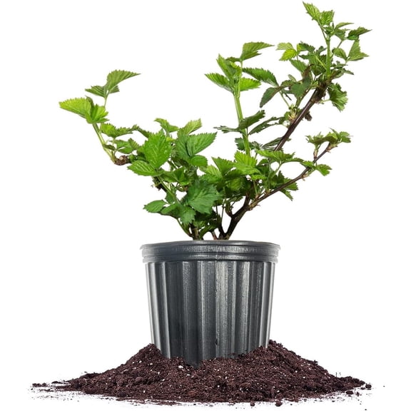 Blackberry in 1 Gal. Grower's Pot - Thornless - Sweet Fruit