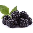 thumbnail image 1 of Apachee Thornless BlackBerry Seedlings for Planting - Well Rooted and Ready to Plant (1 Seedling), 1 of 5