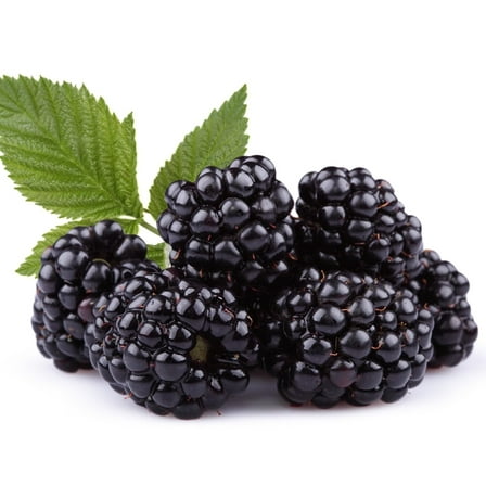 Apachee Thornless BlackBerry Seedlings for Planting - Well Rooted and Ready to Plant (1 Seedling)