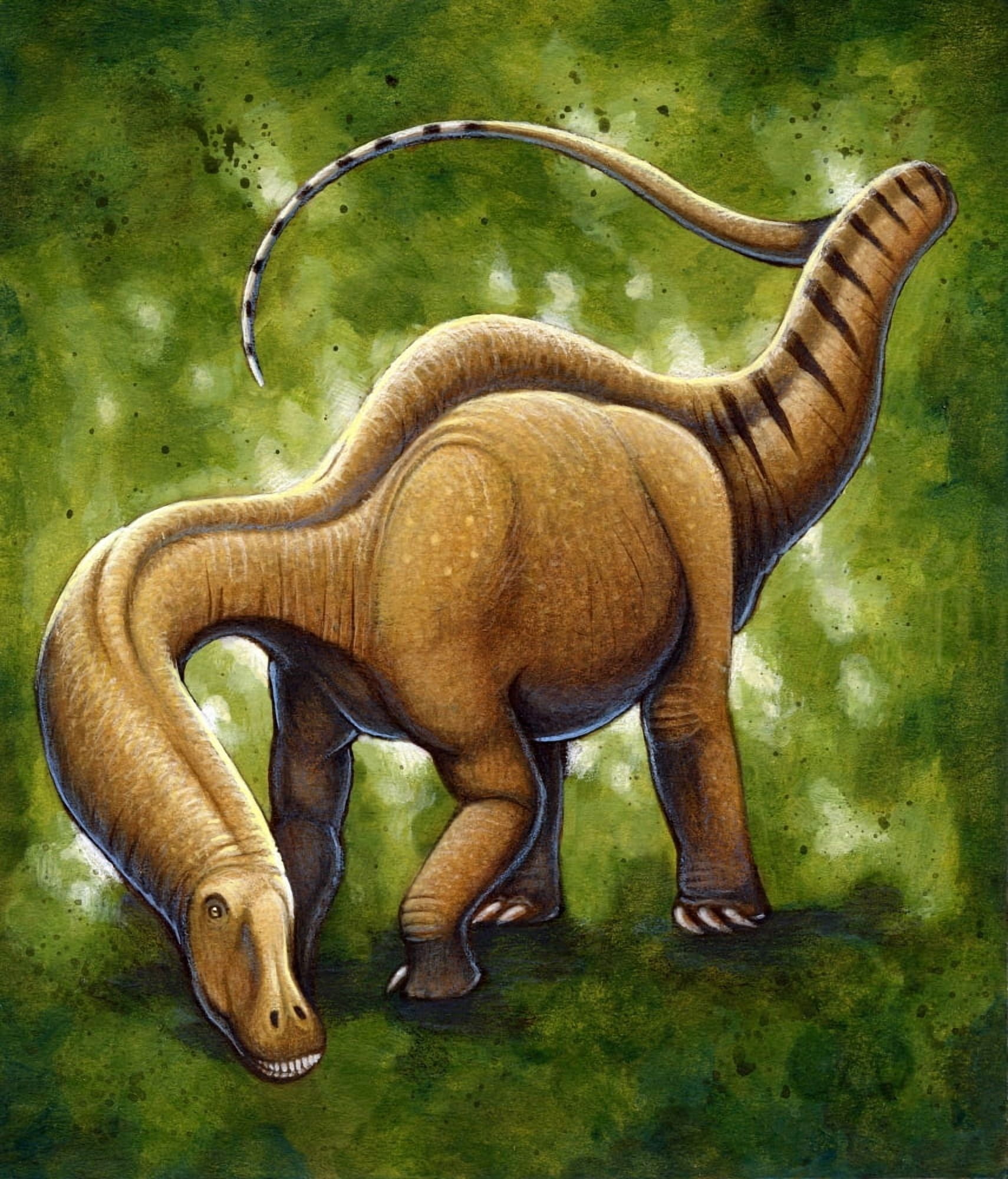 Apatosaurus a sauropod dinosaur that lived during the Jurassic Period Canvas Art - H Kyoht LutermanStocktrek Images (26 x 31)