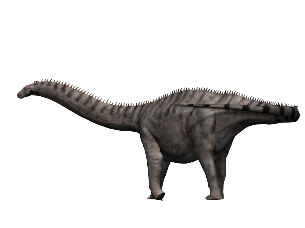 Apatosaurus dinosaur Canvas Art - Nobumichi TamuraStocktrek Images (17 x 13)