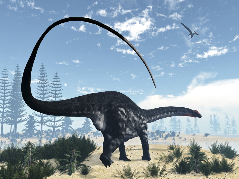Apatosaurus dinosaur walking in the desert Canvas Art - Elena DuvernayStocktrek Images (33 x 25)
