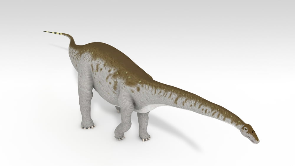Apatosaurus dinosaur white background Canvas Art - Kostyantyn IvanyshenStocktrek Images (19 x 11)