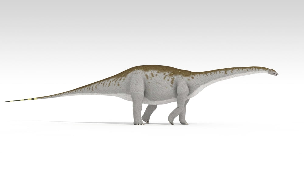 Apatosaurus dinosaur white background Canvas Art - Kostyantyn IvanyshenStocktrek Images (19 x 11)