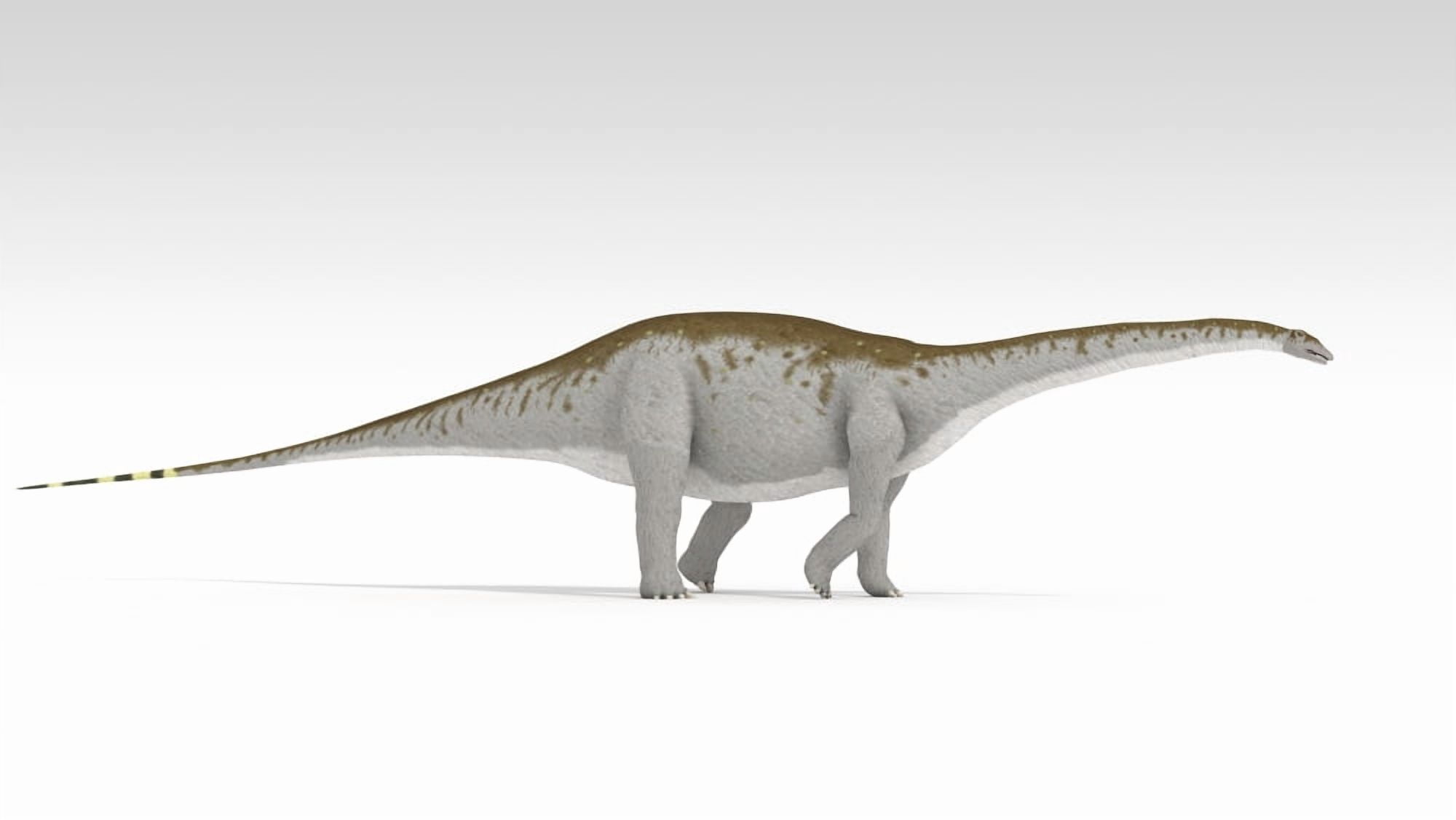 Apatosaurus dinosaur white background Canvas Art - Kostyantyn IvanyshenStocktrek Images (38 x 22)
