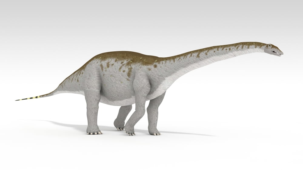Apatosaurus dinosaur white background Canvas Art - Kostyantyn IvanyshenStocktrek Images (38 x 22)