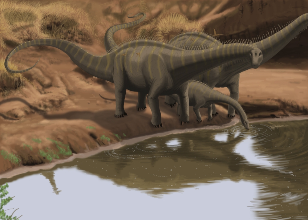 Apatosaurus dinosaurs drinking water at the edge of a lake Canvas Art - Michele DessiStocktrek Images (34 x 24)