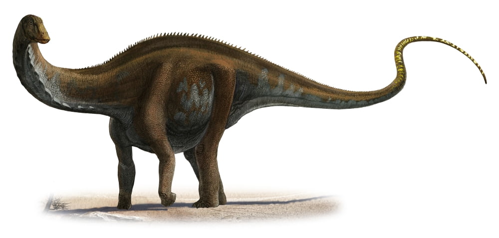Apatosaurus excelsus a prehistoric era dinosaur Canvas Art - Sergey KrasovskiyStocktrek Images (41 x 20)