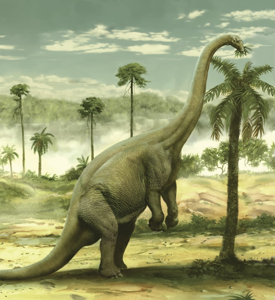 Apatosaurus feeding on the leaves of a tree Canvas Art - Jan SovakStocktrek Images (27 x 30)