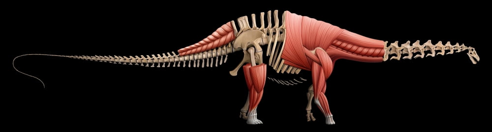 Apatosaurus skeleton and muscles Canvas Art - Mohamad HaghaniStocktrek Images (55 x 15)