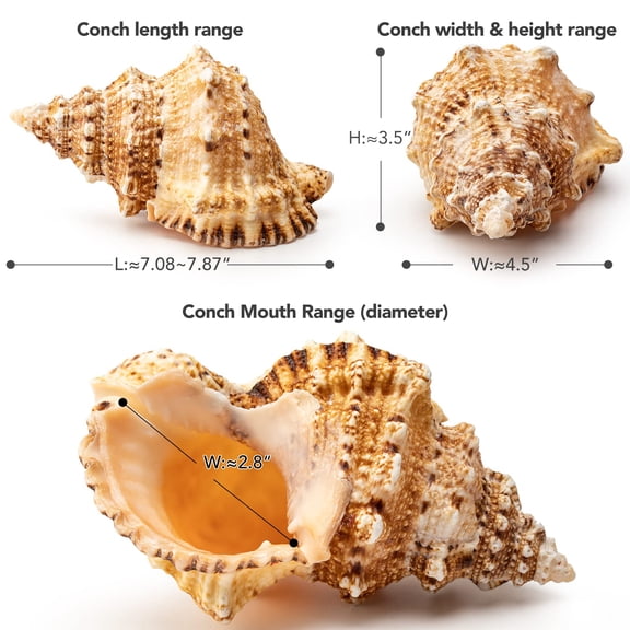 Apec's Giant Natural Conch Shell, Frog Seashell 1 Shell 7-8 inches V12