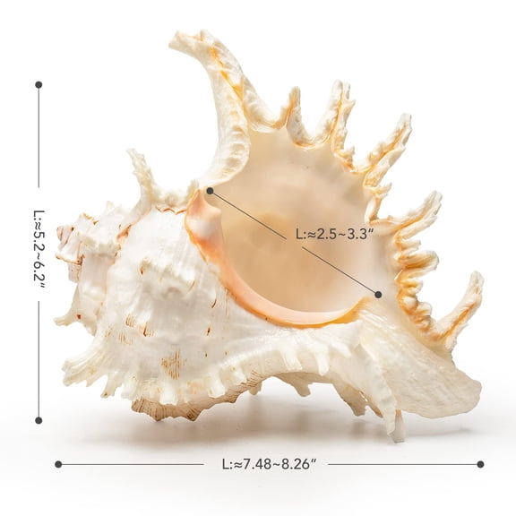 Apec's Giant Natural Conch Shell, Murex Ramosus Shell 1 Shell 7.5-9 inches V12