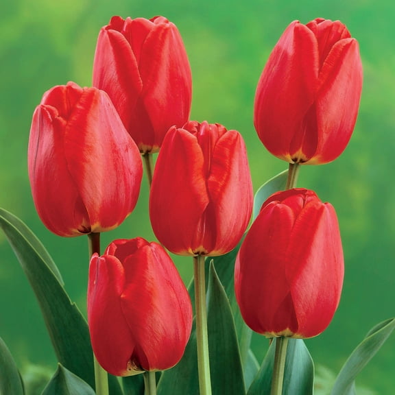 Apeldoorn Darwin Hybrid Tulip Dormant Spring Flowering Bulbs 100 Pack