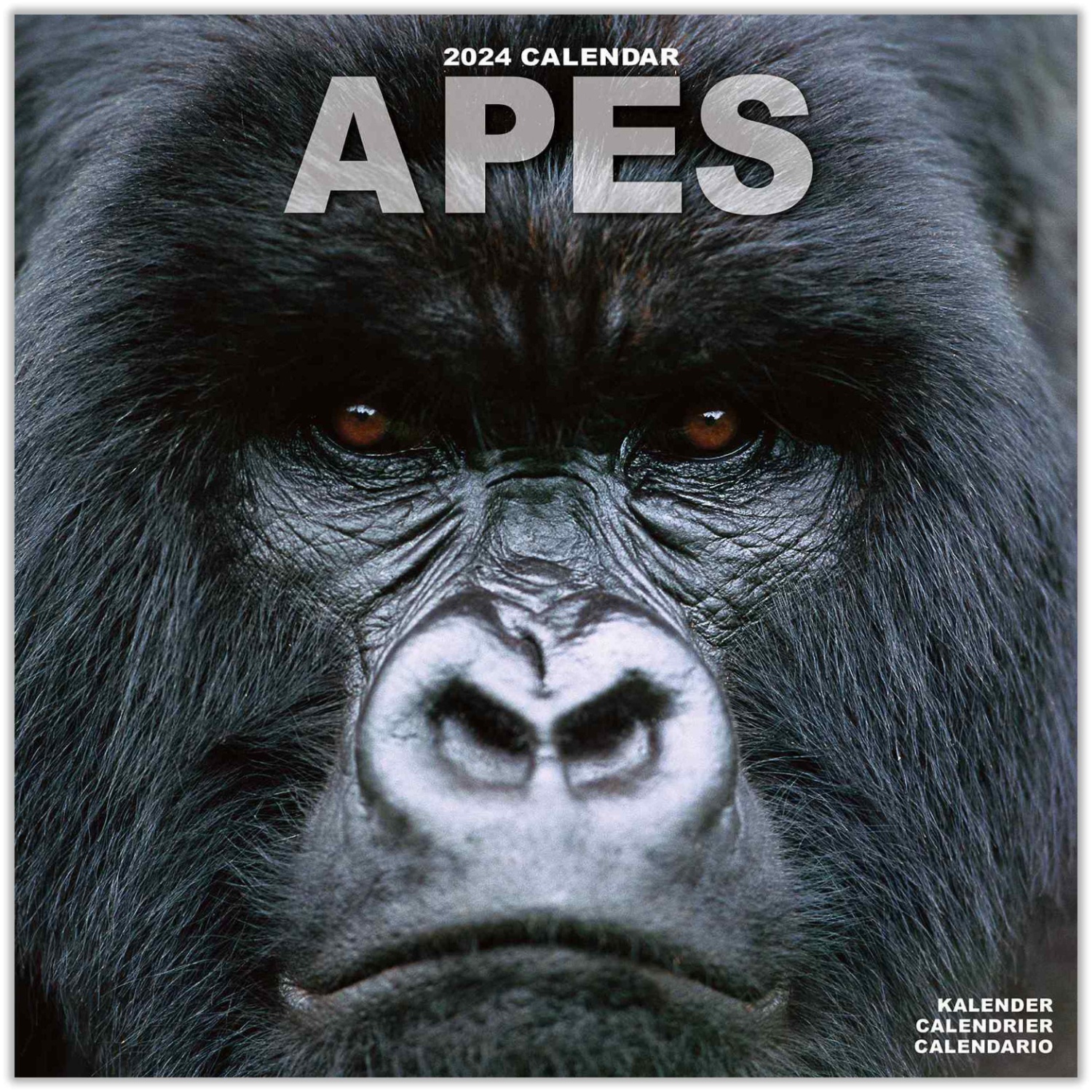 Apes Calendar 2024 Apes Premium Wall Calendar 2024