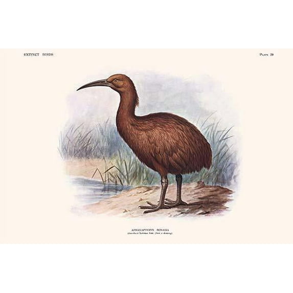 Aphanapteryx Bonasia-Fine Art Canvas Print (20" x 30")