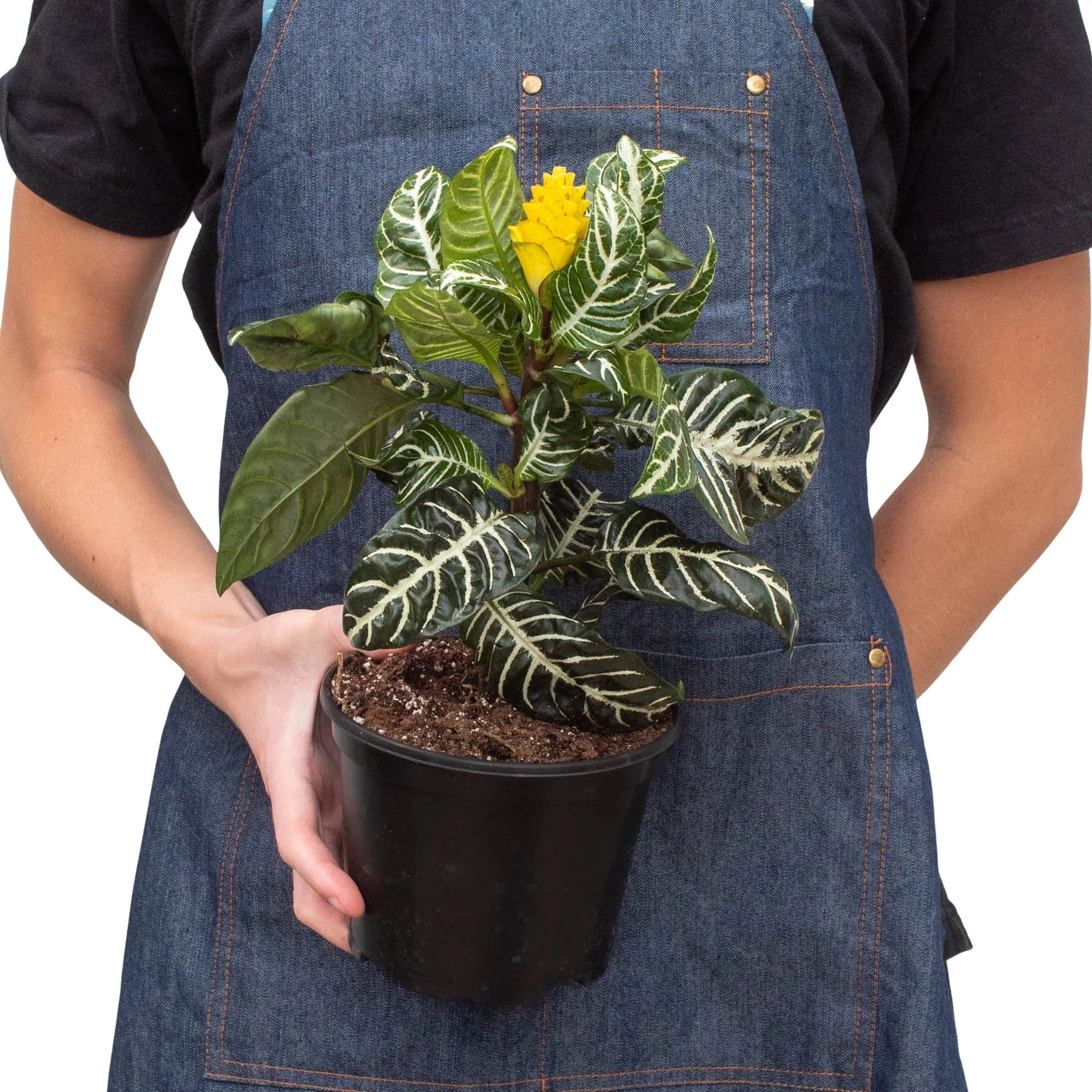 Curated visual reference: Fresh Look at Aphelandra Squarrosa Zebra Plant Live Air Purifying Indoor Plant In