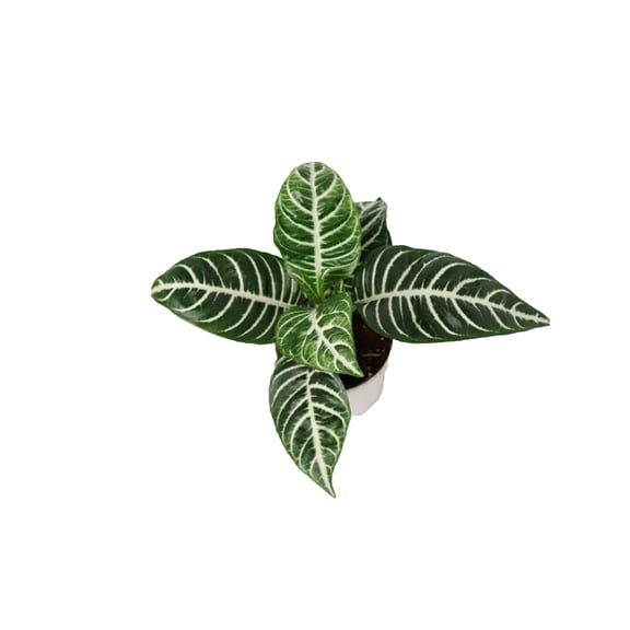 Aphelandra Zebra Plant- 4'' from California Tropicals