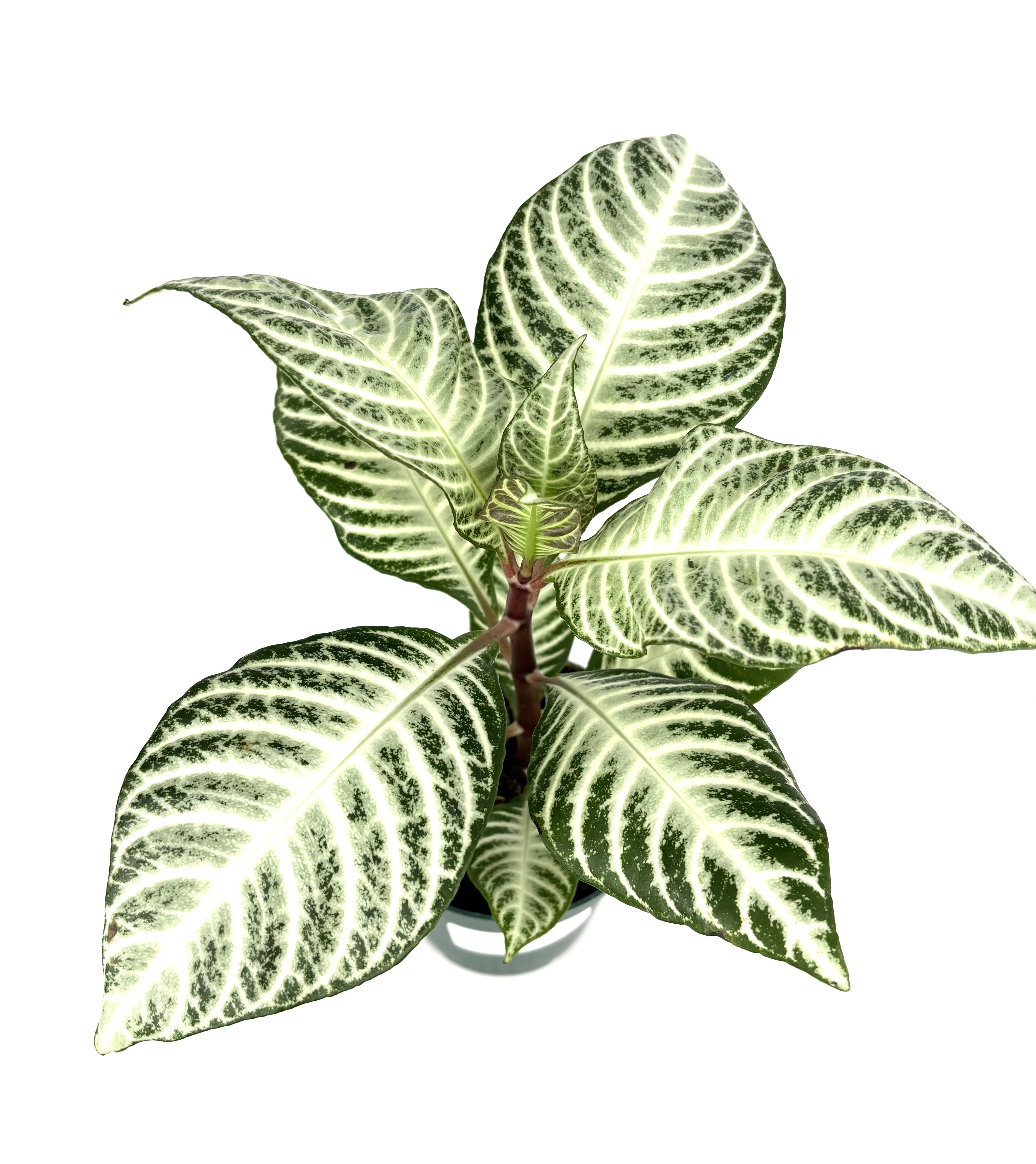 Zebra Snowflake Aphelandra Zebra Snowflake High White Plant Live Potted Houseplant, 4 ...