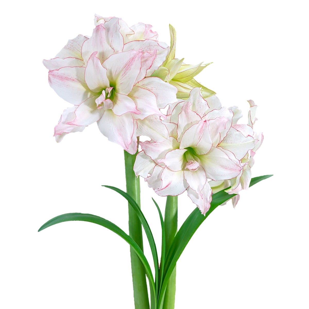Aphrodite Dormant Amaryllis Bulb for indoor forcing
