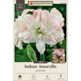thumbnail image 1 of Aphrodite Double Amaryllis - Double Flower - 34/+cm - Large Bulb, 1 of 4