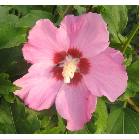 Aphrodite Rose Of Sharon 3gal - Shrub