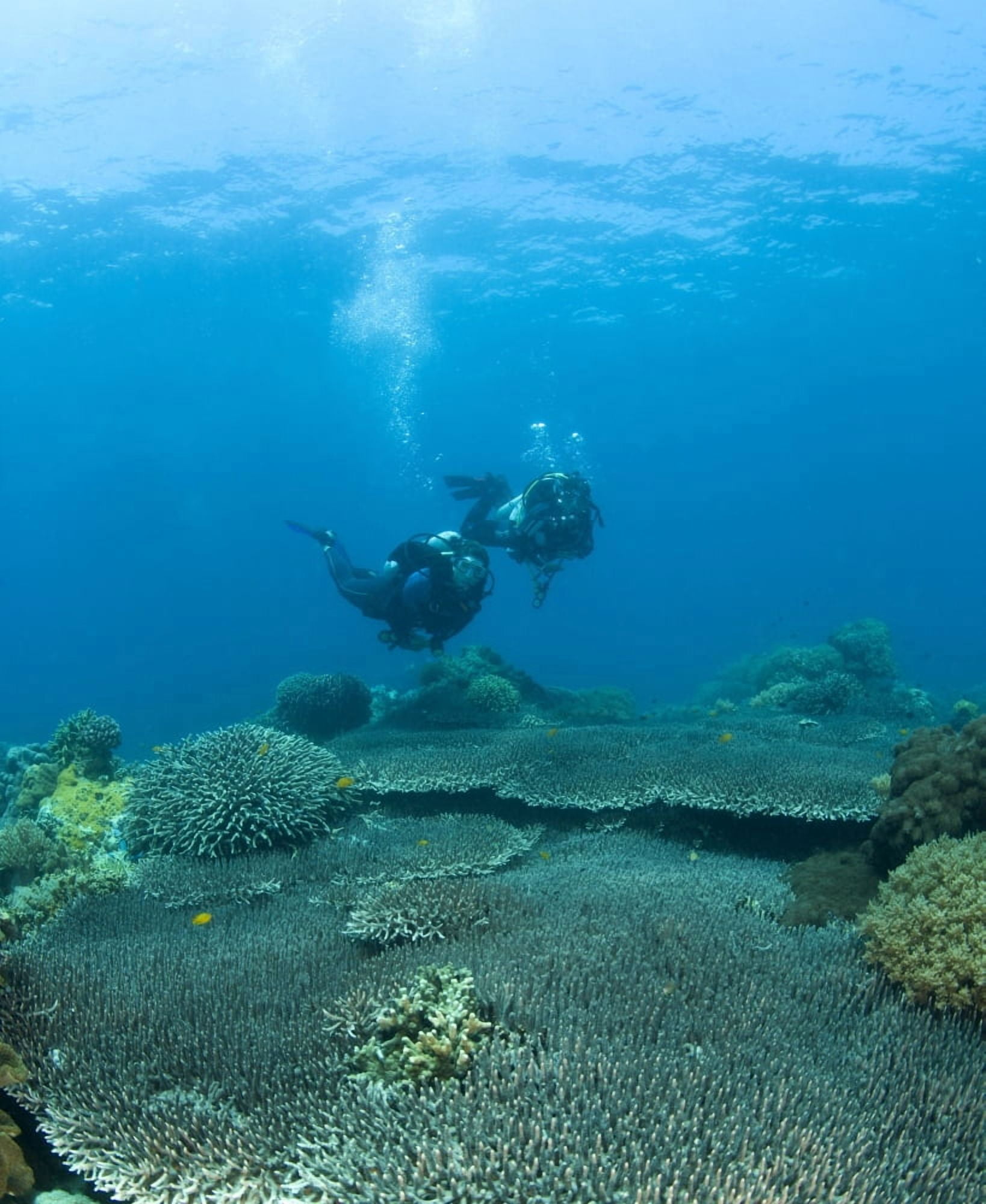 Apo Island Marine Park Philippines Asia Scuba Diver Canvas Art - Stuart Westmorland Design Pics (15 x 18)