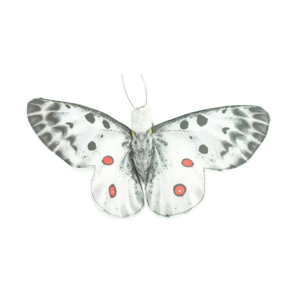 Apollo Butterfly, Finger Puppet, Very Nice Plush, Insect, Realistic, Educational, Toy, Kids, Gift, 15 Inches. WR36 BB317