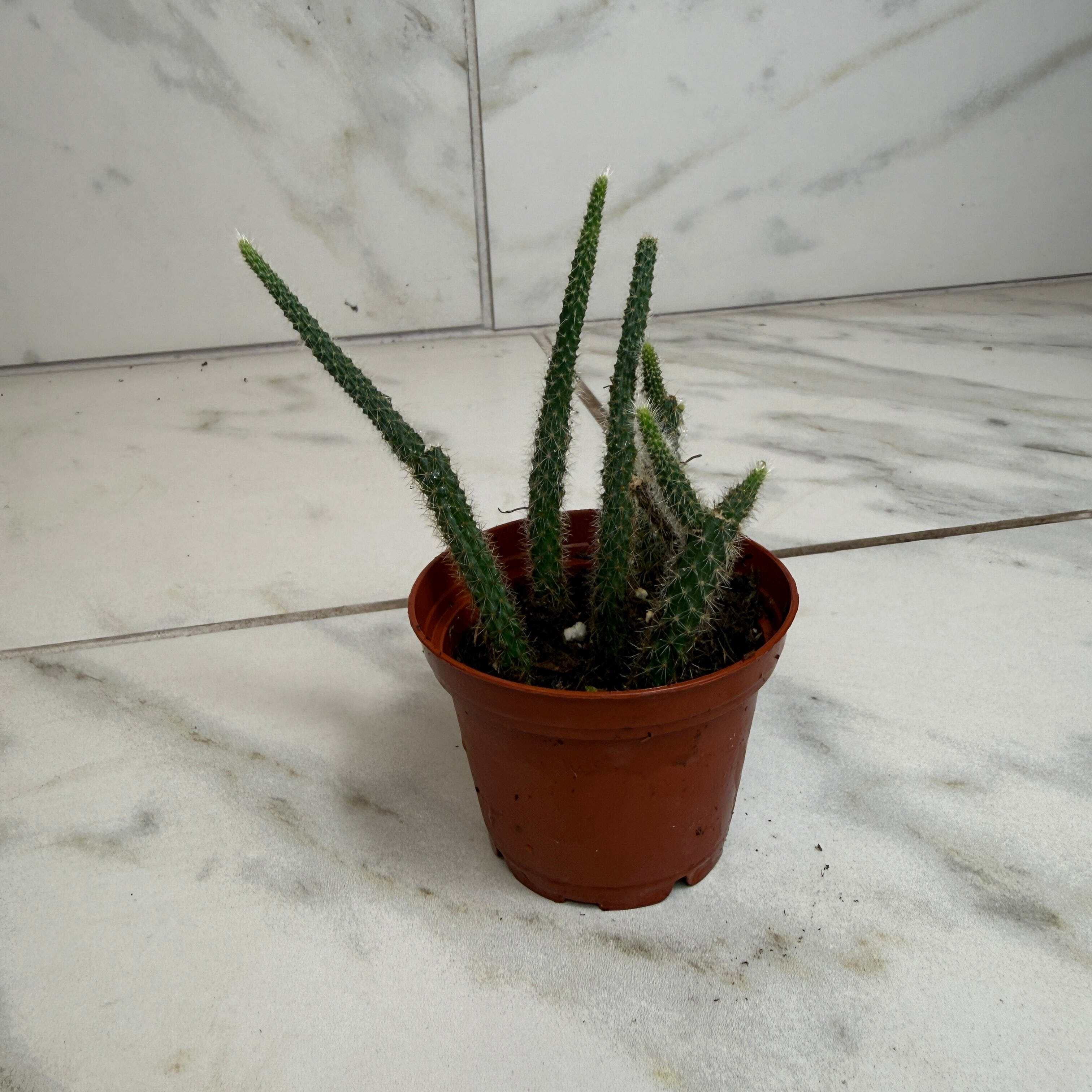 Dog Tail Cactus Rat Tail Cactus
