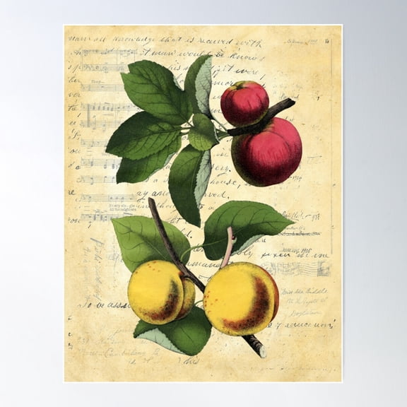 Apple Apricot Vintage Botanical Collage On Antique Book Page Poster Wall Art, Modern Wall Decor For Living Room Bedroom, 16x24 UNFRAMED
